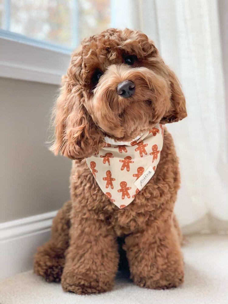 Little Ginger Bandana