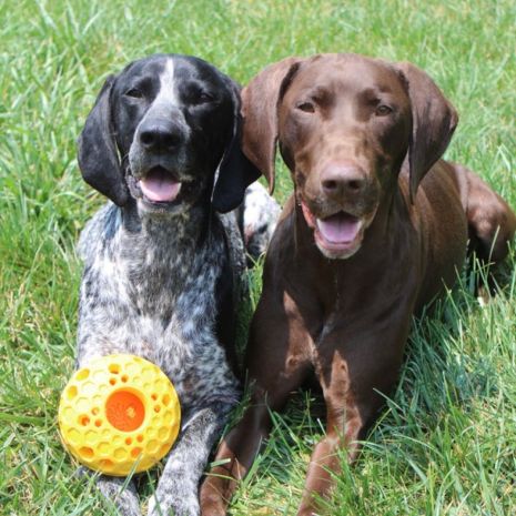 Bee Hive Reward Dog Toy