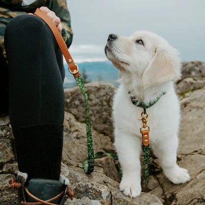 Pacific Hound In The Woods Collar