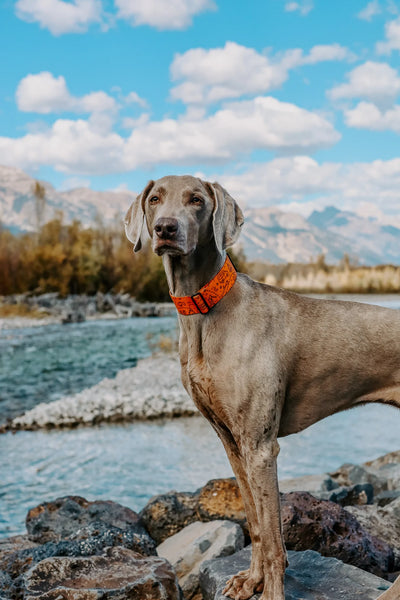 Pacific Hound In The Woods Collar