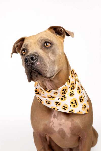 Pumpkin Dog Bandana