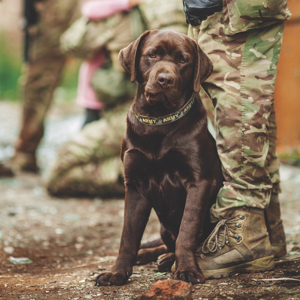 Up Country Army Collar