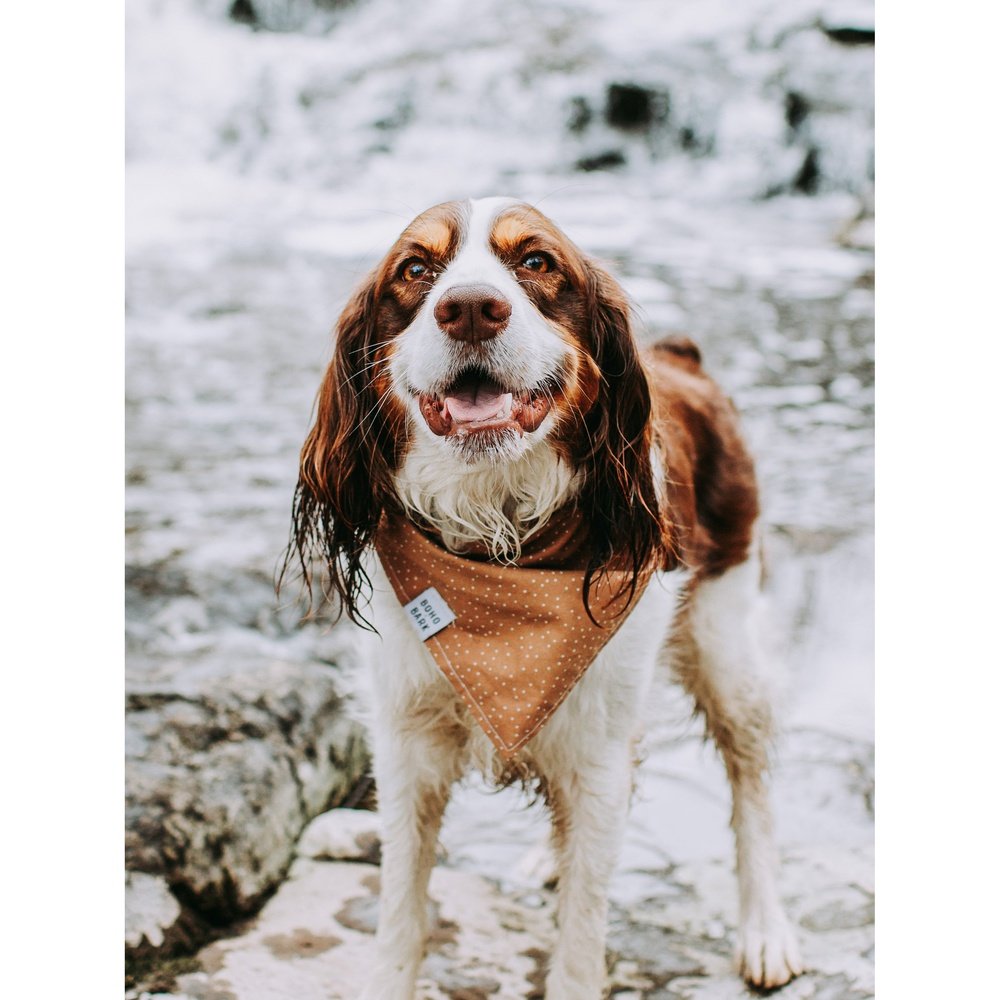 Boho & Bark Dorthea Bandana