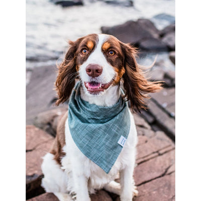 Boho & Bark Ivy Bandana