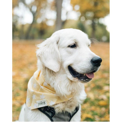 Lemon Meringue Bandana