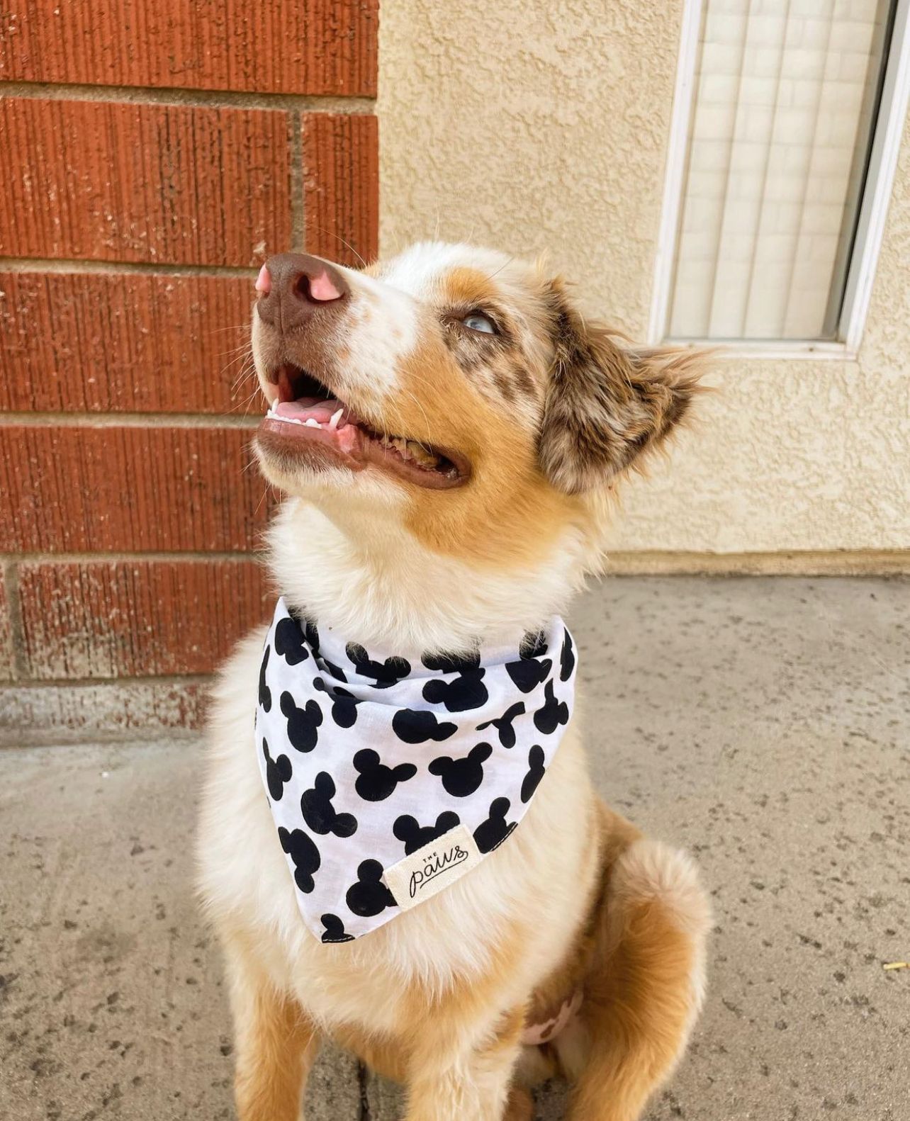 Mickey Bandana