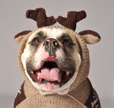 Chilly Dog Moosey Sweater