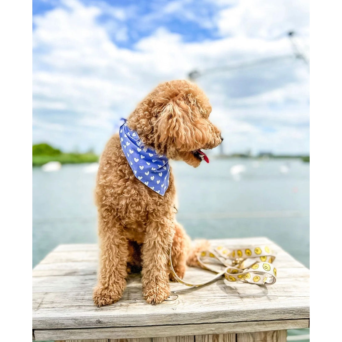 Mr. Jones Bandana