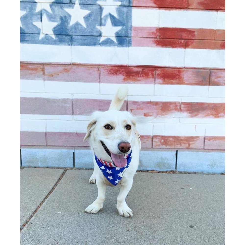 Patriotic Bandana