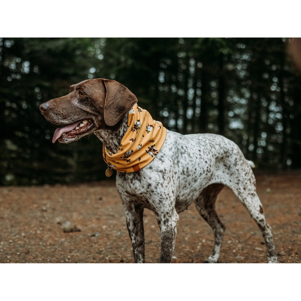 Pacific Hound Scarf Magnolia