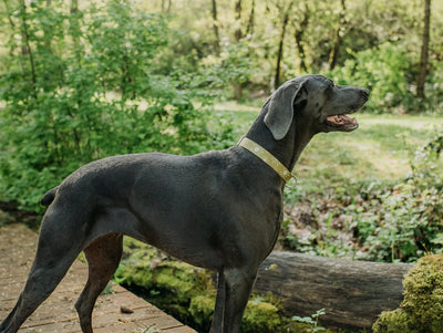 Pacific Hounds Olive Suns Collar