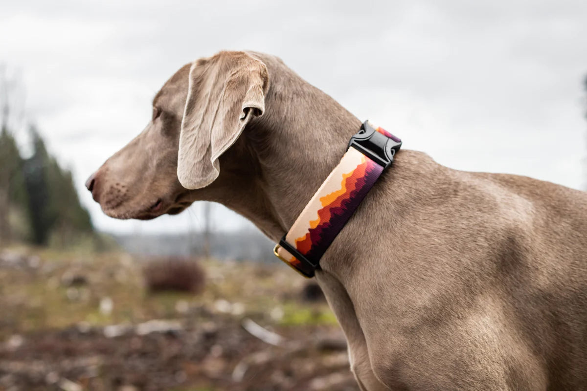 Pacific Hound Painted Hills Collar