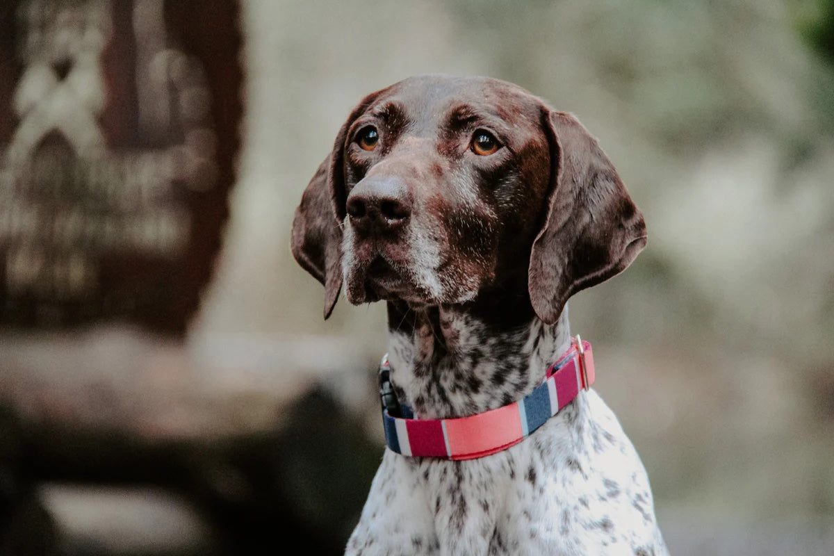 Pacific Hound Pink/Navy Striped Collar