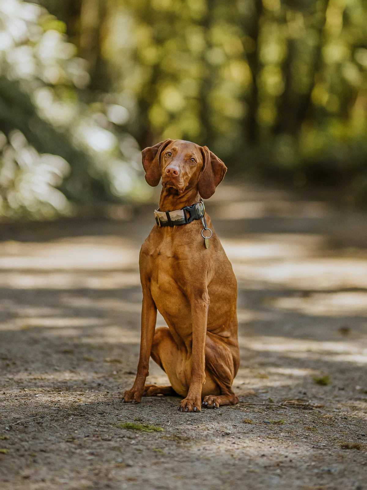 Pacific Hounds Siuslaw Collar