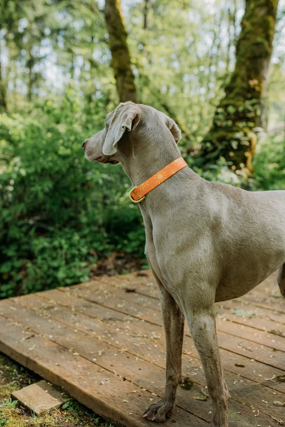 Pacific Hound Tangerine Suns Collar