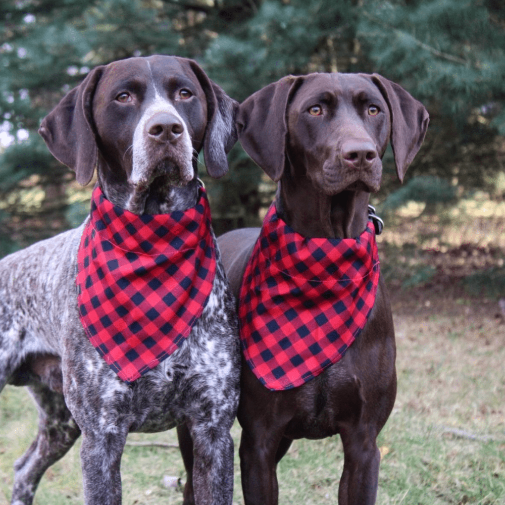 Tall Tails Hunter Plaid Bandana