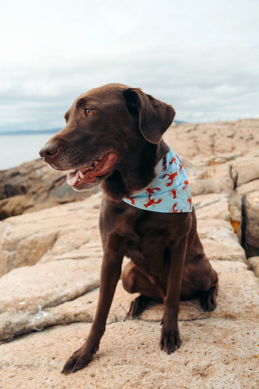 Sebago Bandana