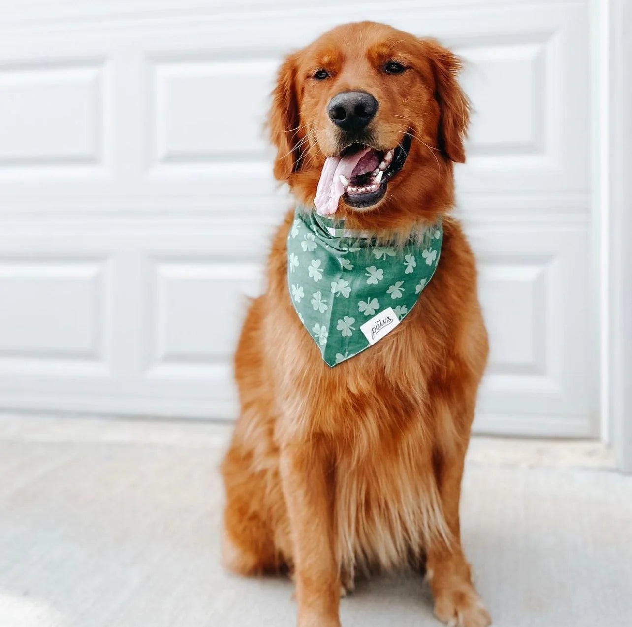 Shamrock Reversible Bandana