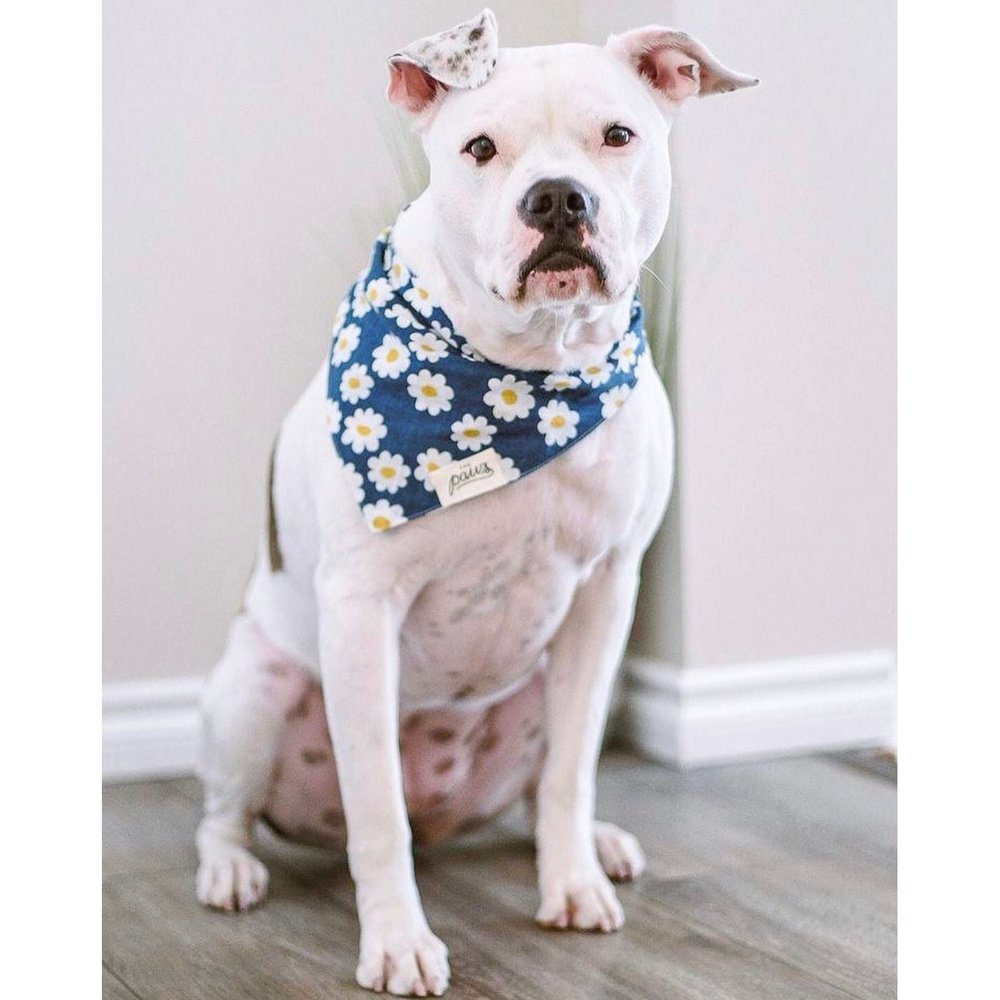 Urban Daisies Bandana