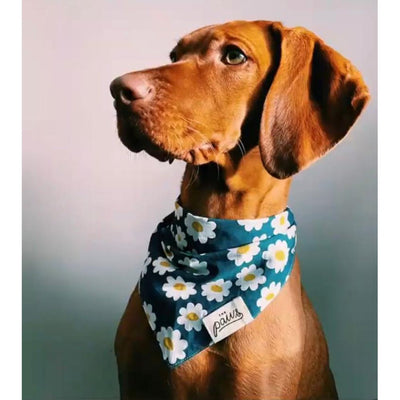 Urban Daisies Bandana