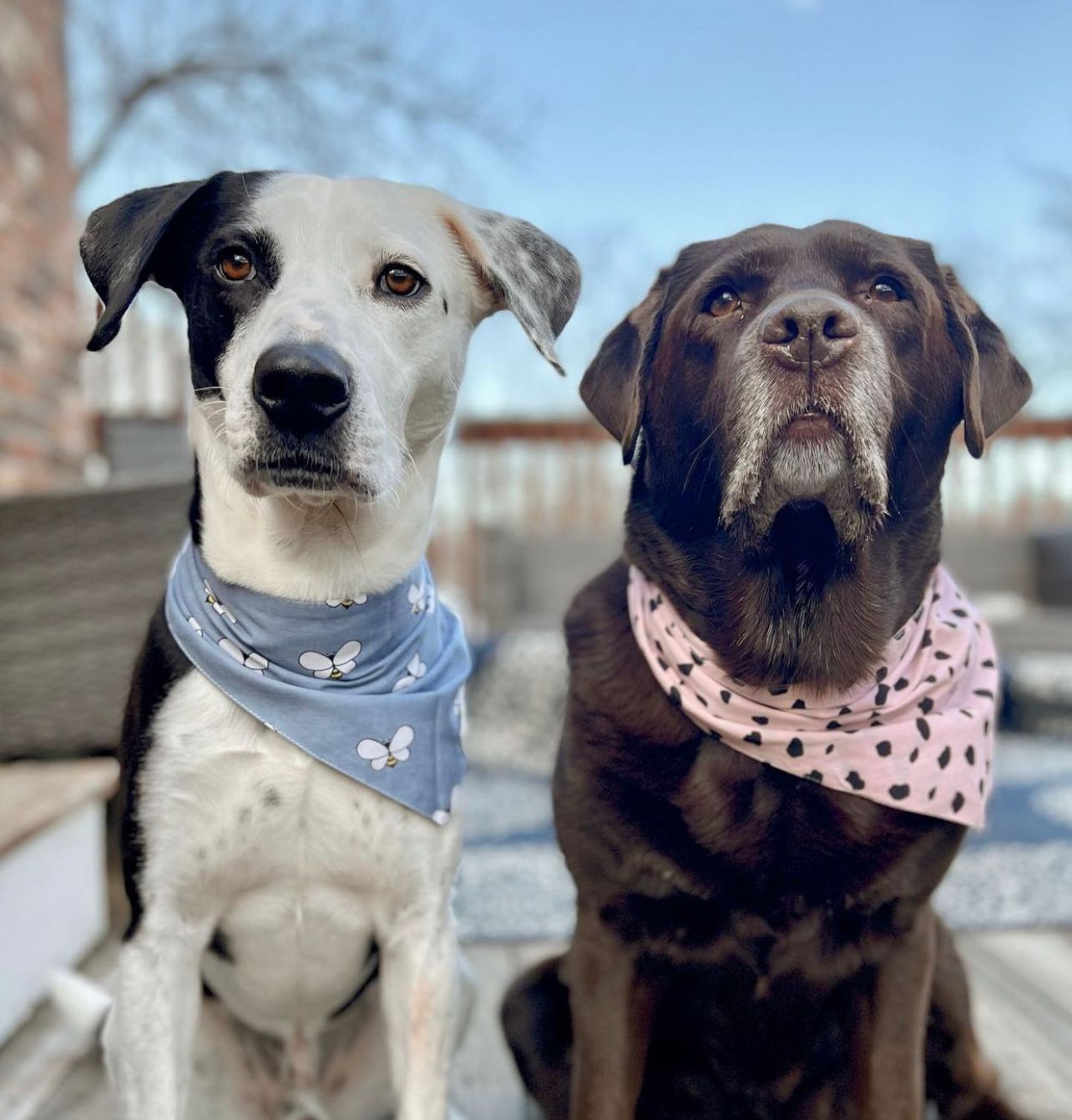 Buzz Bandana