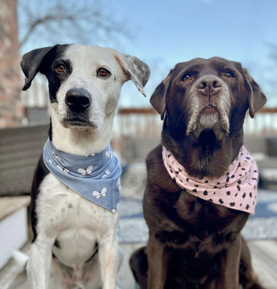 Buzz Bandana