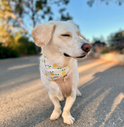 Lemoni Bandana