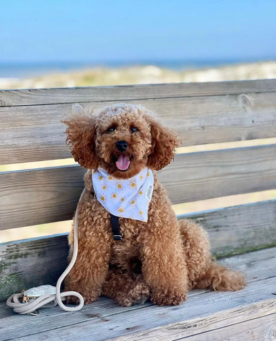 Spreading Sunshine Bandana